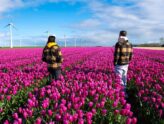 Top Benefits of Moving to Netherlands: A Comprehensive Guide