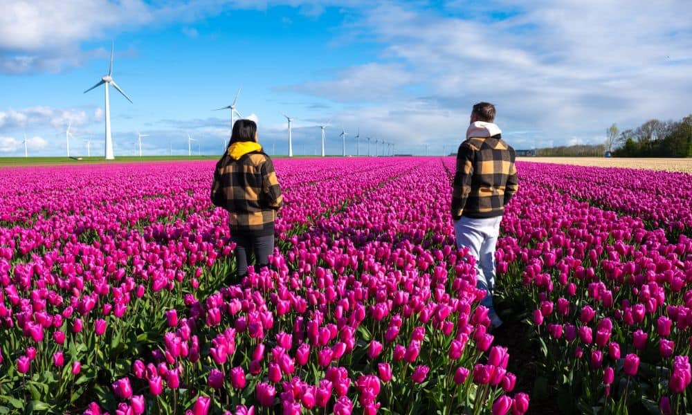 Top Benefits of Moving to Netherlands: A Comprehensive Guide